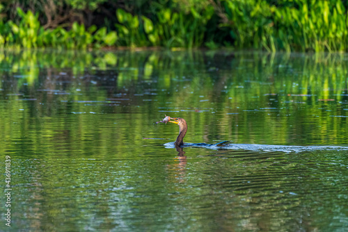Cormorant Feeding in the water