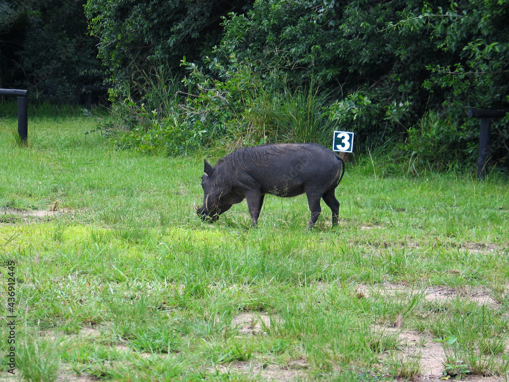 Warthog in campsite, South Africa