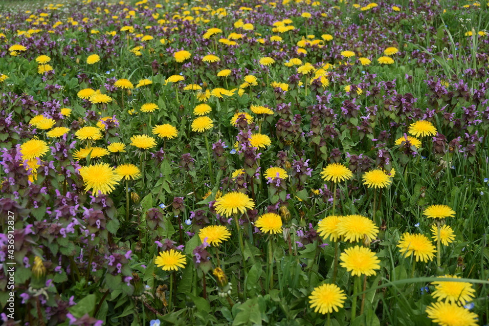 Spring field with the blooming yellow dandelions on background of green. Purple colour wild flowers (lamium purpureum) in  rural area in spring.