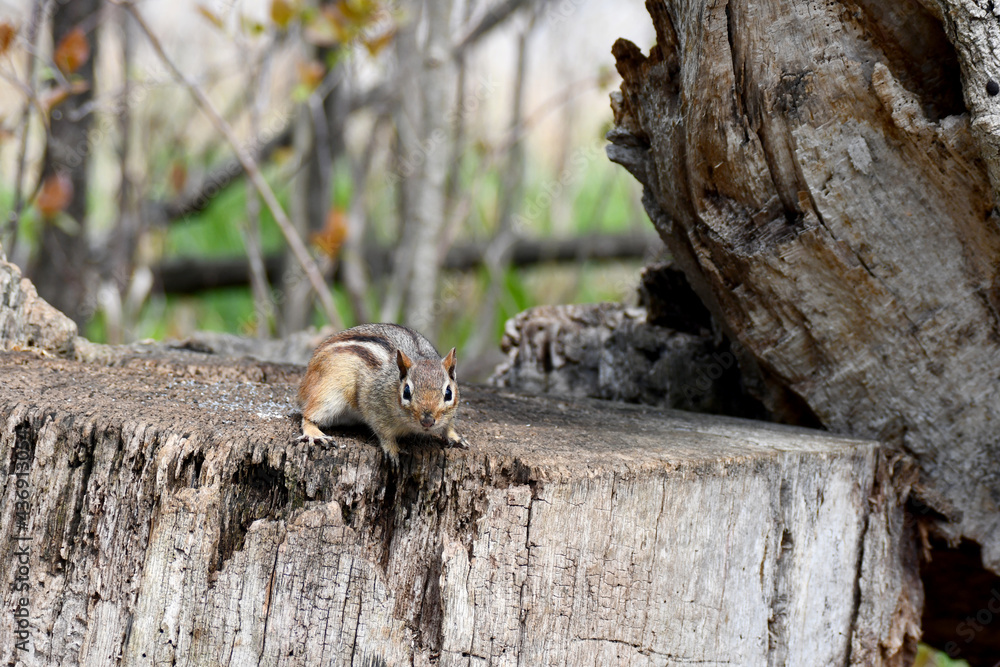 squirrel on a stump squirrel on a stump