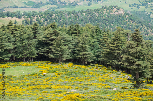 Scenic View from Chelia National Park. Atlas Cedar Forest (Cedrus Atlantica) in Mount Chelia in the Aures mountains in Algeria photo