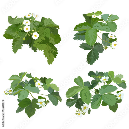 Garden strawberry plant blossom, vector flat isolated illustration set