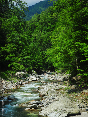 Gilort river flowing rapidly and vividly through its wild stony valley. Wild beech forests accompanies the river along its path. Large dislocated boulders populate the riverbed. Carpathia, Romania.