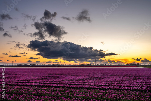 Purple tulip field with dark clouds just after sunset
