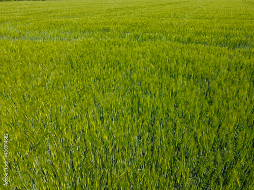 Fototapeta Naklejka Na Ścianę i Meble -  green grass field
