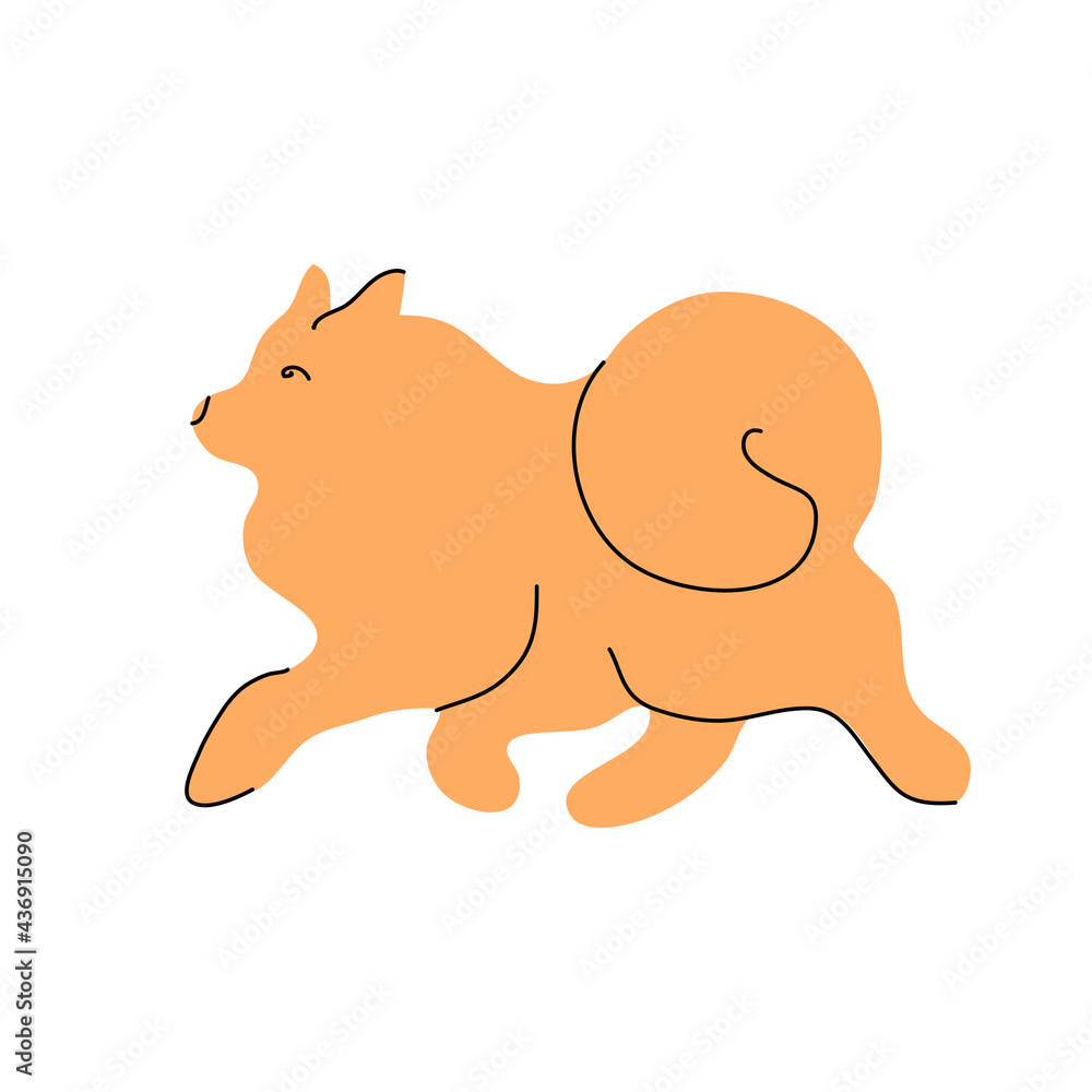 A Pomeranian dog is coming. Side view. Vector dog. Furry friend. Decorative breed. A Pomeranian dog is coming. Side view. Vector dog. Furry friend. Decorative breed.