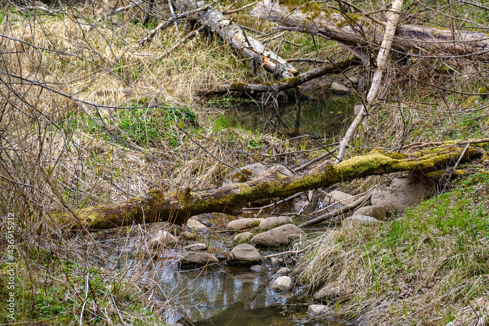 old fallen tree trunk stomp in wild forest old fallen tree trunk stomp in wild forest