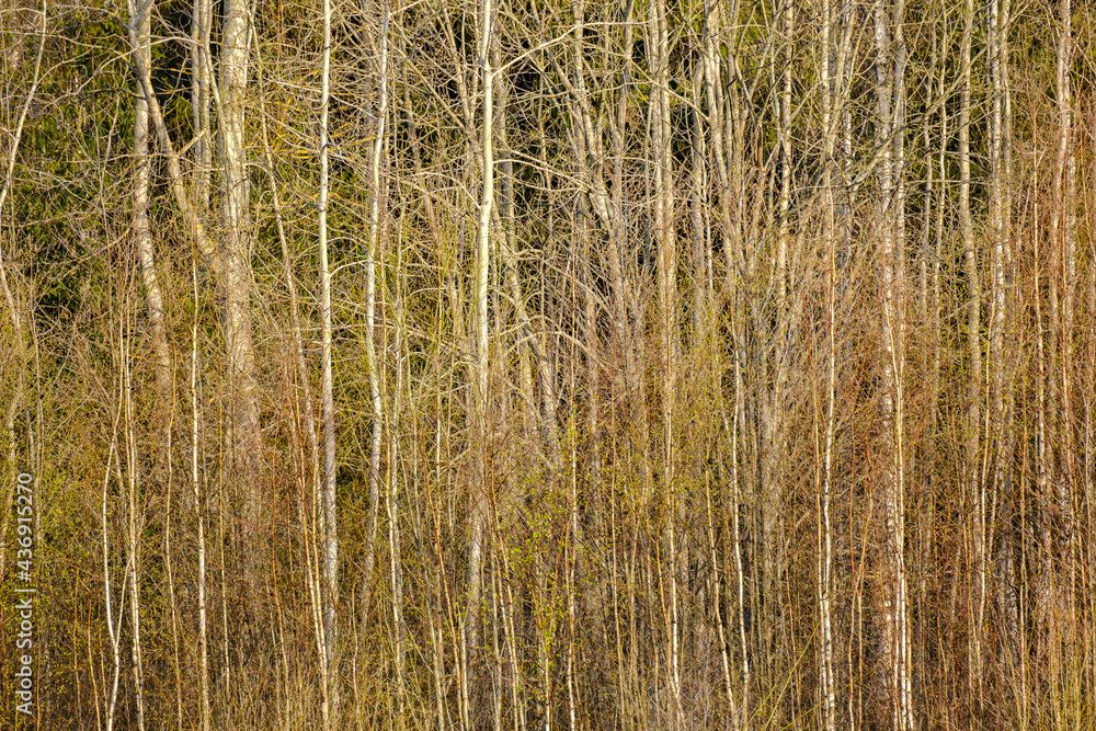 abstract tree trunk wall near open field abstract tree trunk wall near open field