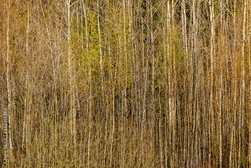 abstract tree trunk wall near open field abstract tree trunk wall near open field
