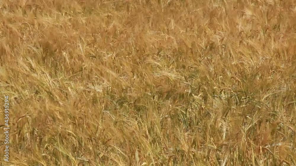 Wheat field Ears of golden wheat close up. Rural scenery under shining sunlight. Background of the ripening ears of the wheat field. Agriculture, agronomy, industry concept Wheat field Ears of golden wheat close up. Rural scenery under shining sunlight. Background of the ripening ears of the wheat field. Agriculture, agronomy, industry concept