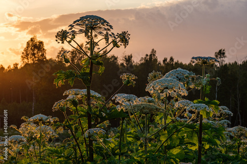 cow parsnip (Heracleum sosnowsky) field in bright sunset light