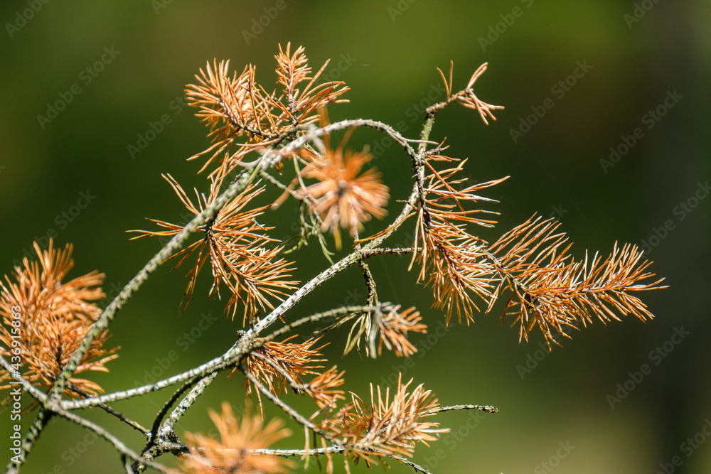 abstract tree branches against blue sky with blur background abstract tree branches against blue sky with blur background