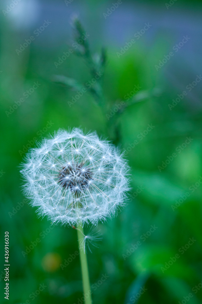 Close-up on a beautiful dandelion