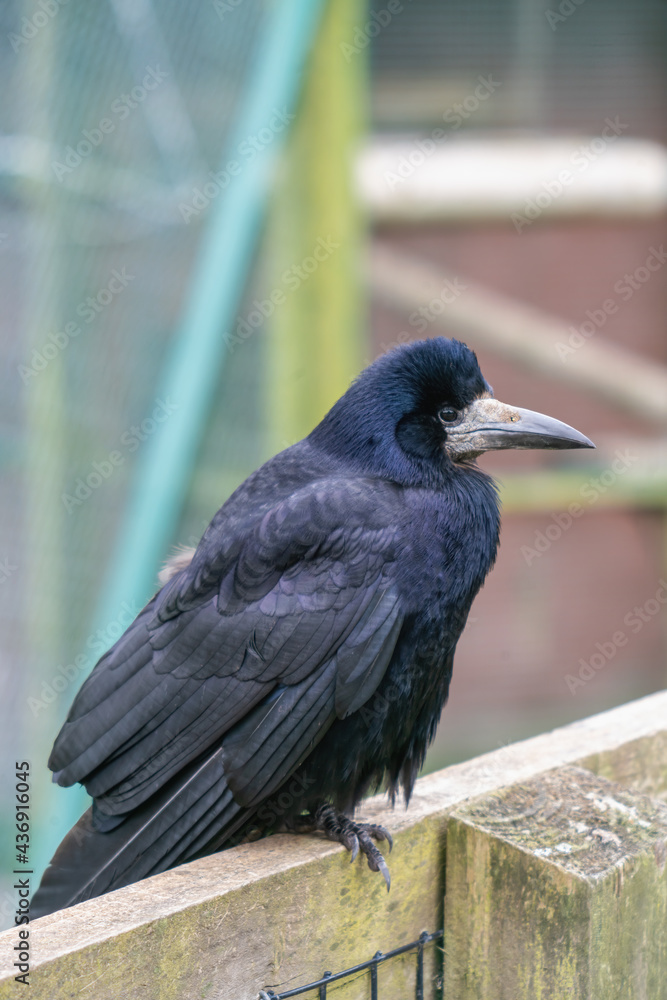 Fototapeta premium The rook on the fence