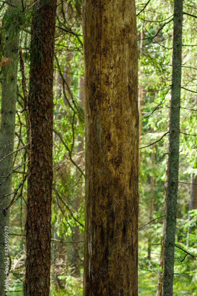 Fototapeta premium abstract tree trunk wall near open field