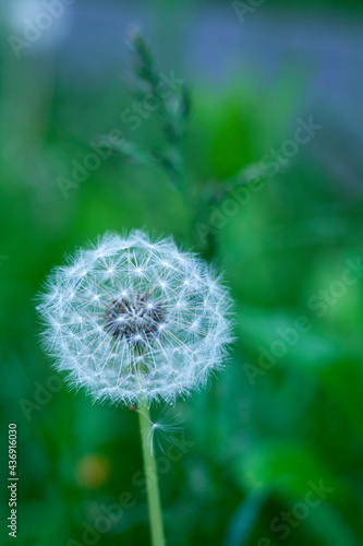 Obraz na płótnie Close-up on a beautiful dandelion w salonie