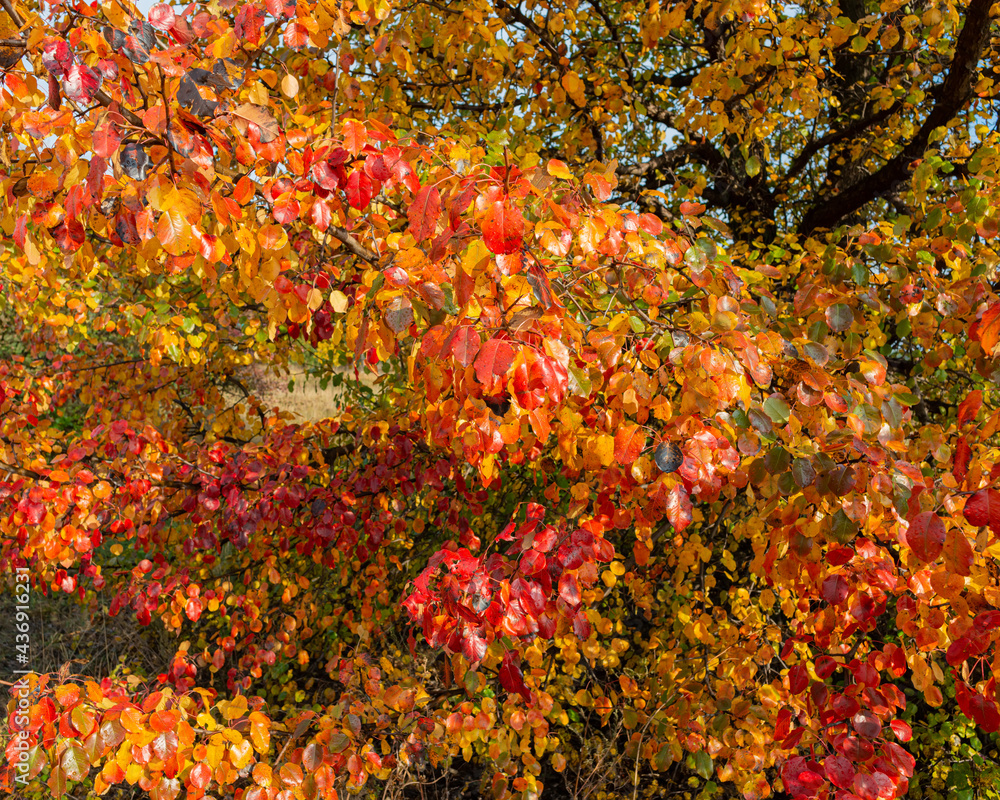 branches of the trees are covered with yellow and red foliage on a sunny day. branches of the trees are covered with yellow and red foliage on a sunny day.