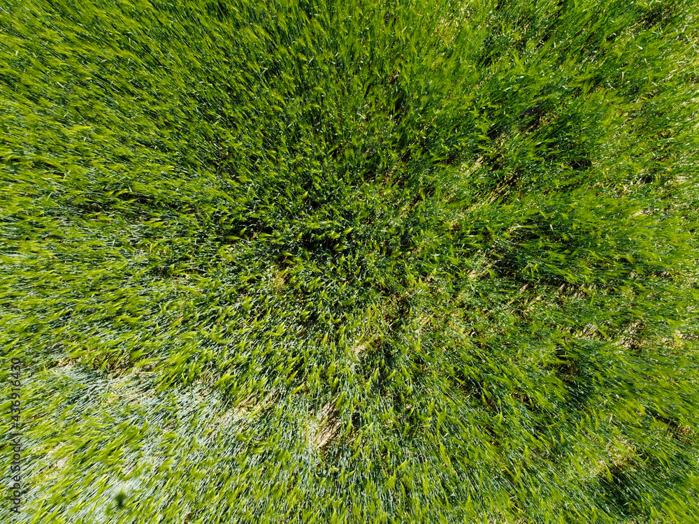 Aerial view of an agricultural field with grain planted in spring in Bavaria Aerial view of an agricultural field with grain planted in spring in Bavaria