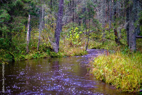 calm forest smal lriver with small waterfall from natural rocks