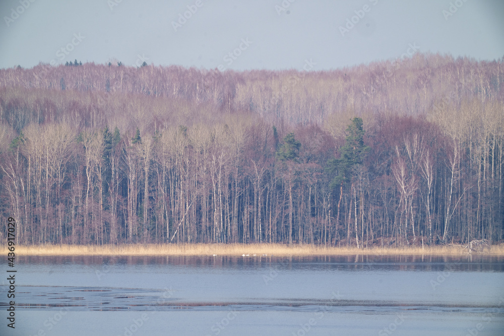 Fototapeta premium spring trees with no leaves in misty day