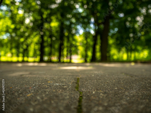 road in autumn forest