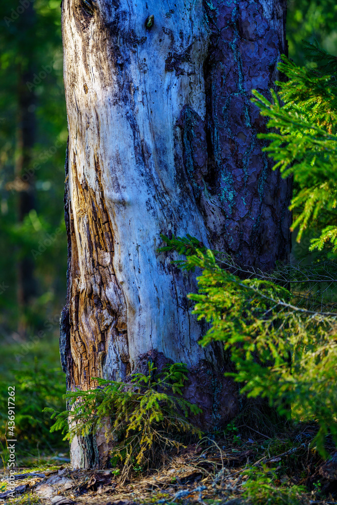 late spring forest details with fallen tree trunks and branches late spring forest details with fallen tree trunks and branches