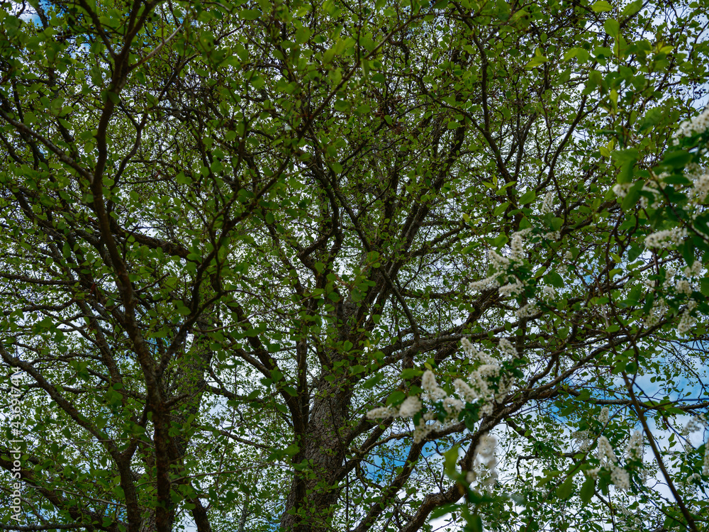 abstract tree branches against blue sky with blur background abstract tree branches against blue sky with blur background