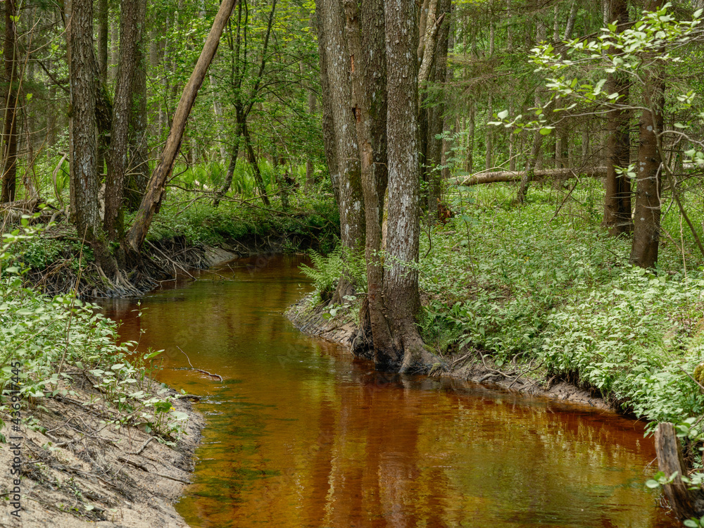 calm forest smal lriver with small waterfall from natural rocks calm forest smal lriver with small waterfall from natural rocks