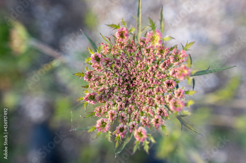 thistle flower in spring