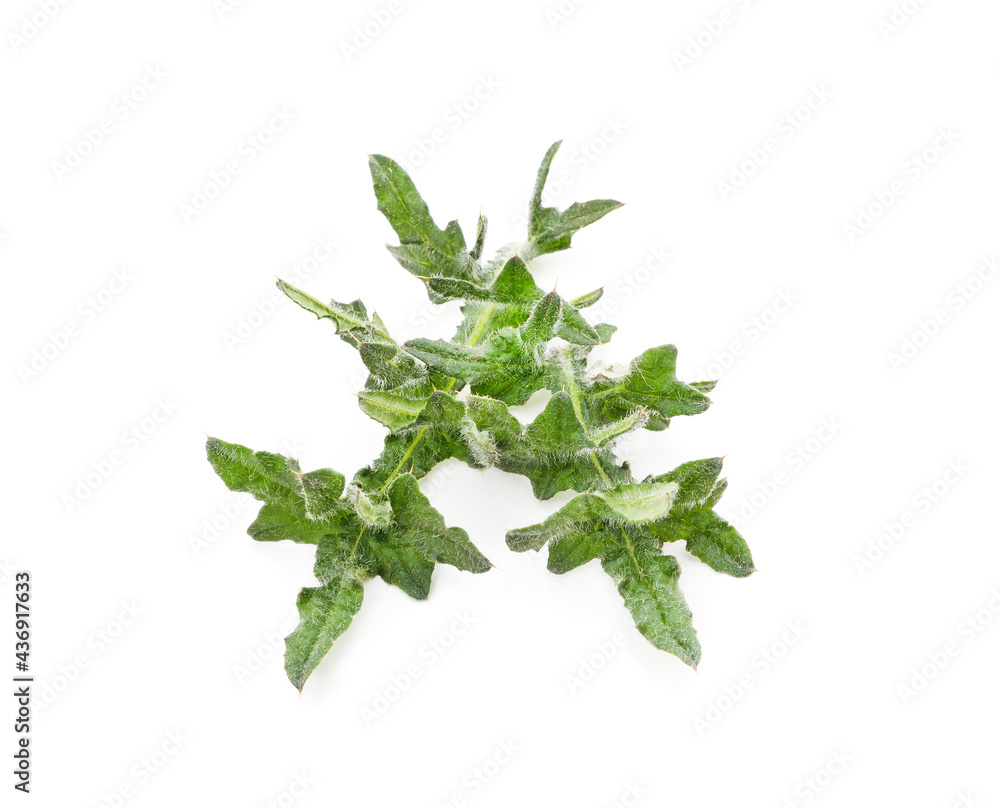 Green leaves of thistle. Green leaves of thistle.
