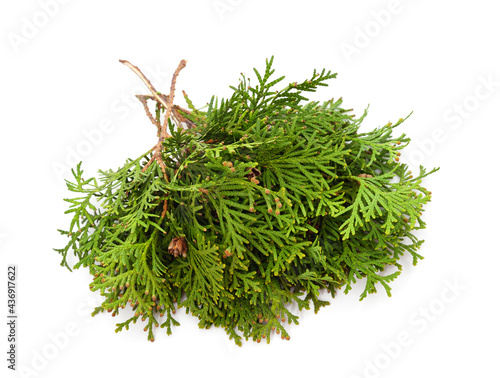 Green branch of thuja.