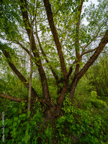 abstract tree branches against blue sky with blur background