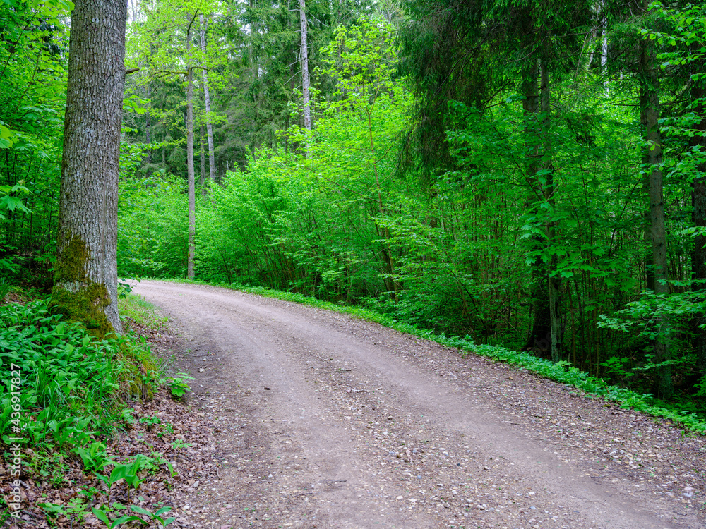 dusty gravel road in summer green fresh wet forest dusty gravel road in summer green fresh wet forest