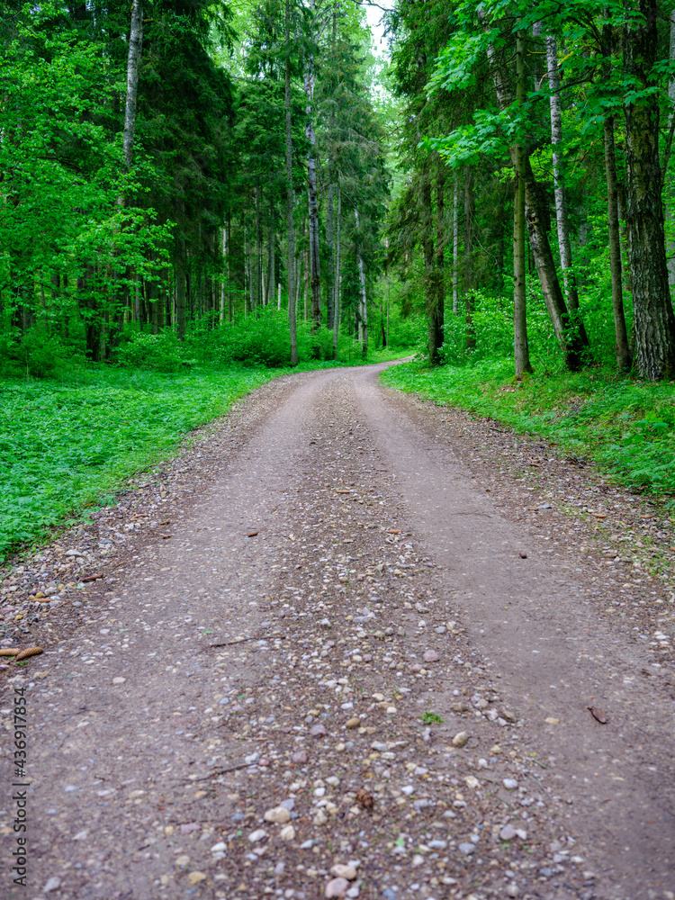 Naklejka premium dusty gravel road in summer green fresh wet forest