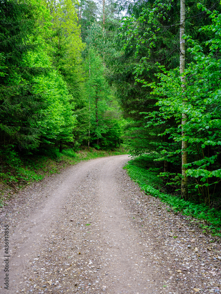 Obraz premium dusty gravel road in summer green fresh wet forest