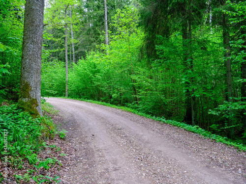 dusty gravel road in summer green fresh wet forest