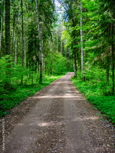 dusty gravel road in summer green fresh wet forest © Martins Vanags