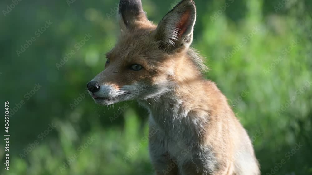 Adult red fox Vulpes vulpes in the wild. Close up