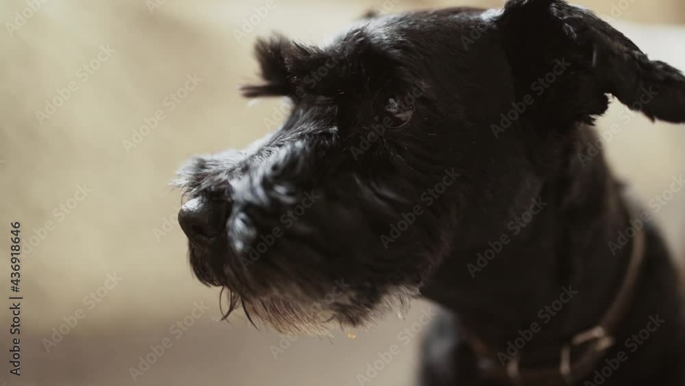 The muzzle, face of black dog with beard, which sits in the room. Sad look of miniature schnauzer, close-up The muzzle, face of black dog with beard, which sits in the room. Sad look of miniature schnauzer, close-up