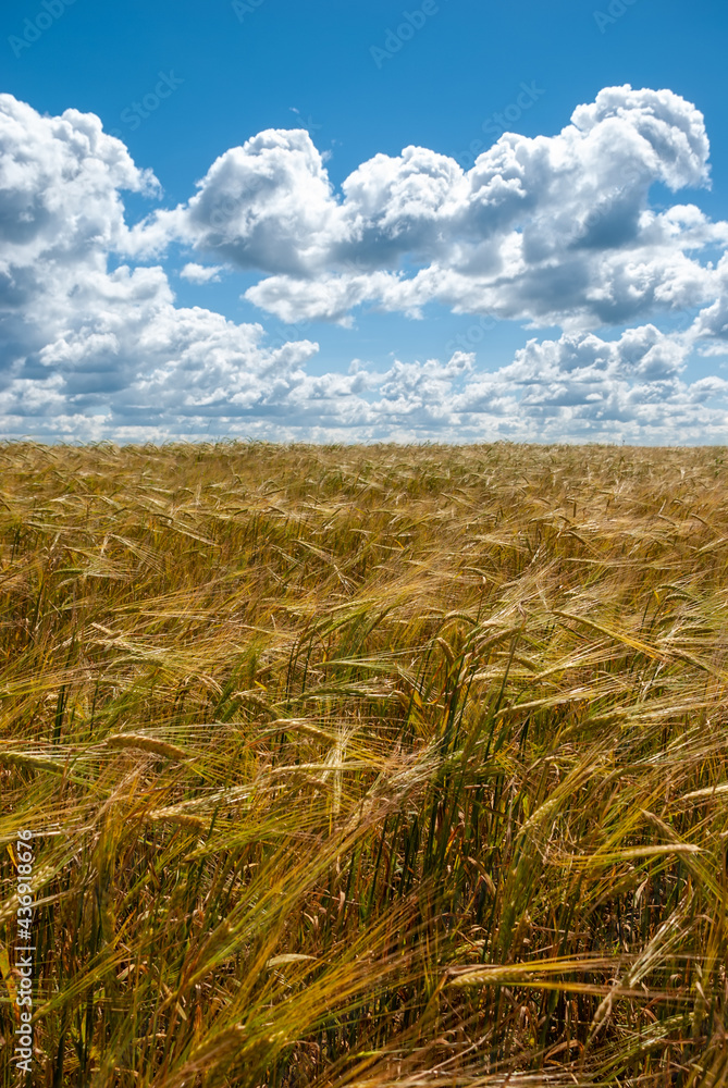 Field of golden wheat against the background of a blue sky with clouds