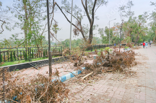 Super cyclone Amphan uprooted tree which fell and blocked pavement. The devastation has made many trees fall on ground. Shot at Howrah  West Bengal  India.