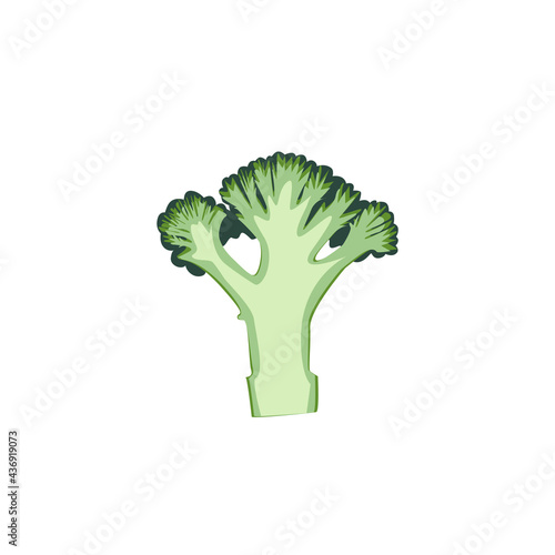 Vector image of a broccoli branch in a section