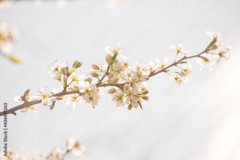 Obraz premium Kirschblüte