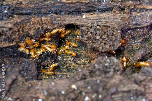 Group of the small termite, Termites are social creatures that damage people's wooden houses because they eat wood,	