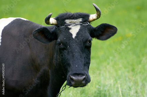 Black cow on the meadow