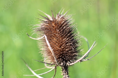 Close shot of dry thistle head against green blurry background