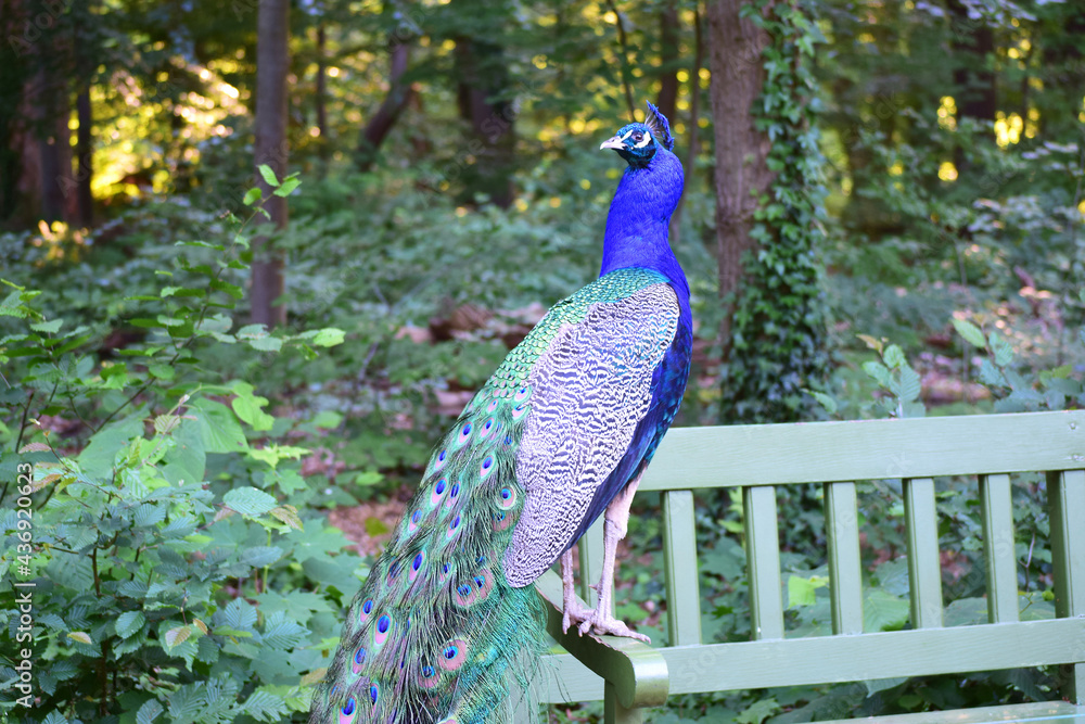 Obraz premium Peacock standing on a bench among the greenery of the Park