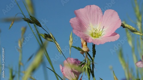 Wallpaper Mural Spring flowers close-up Torontodigital.ca