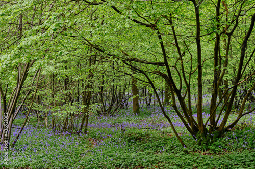 A carpet of wild Bluebell flowers in Abbots Wood forest  East Sussex. Hyacinthoides non-scripta. Purple and pink flowers under forest tree canopies at dawn. Selective focus. 