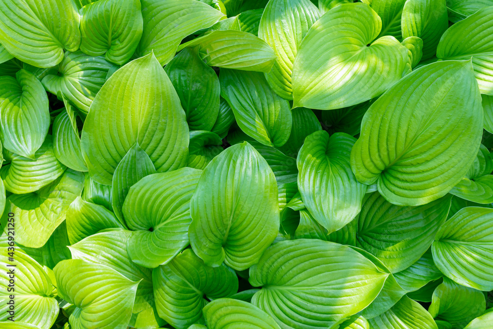 green leaves hosts close up as background green leaves hosts close up as background